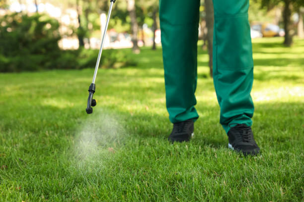 Best Wasp Removal Services  in Desoto, TX