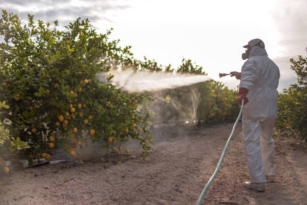 Best Ant Control Services  in Desoto, TX