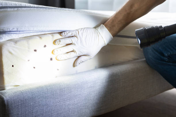 Best Rat Extermination Near Me  in Desoto, TX
