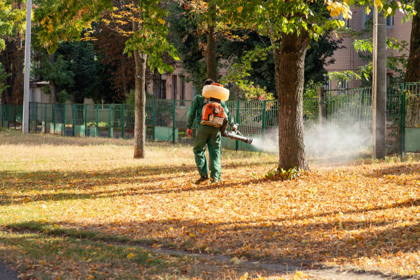 Best Spider Control Near Me  in Desoto, TX