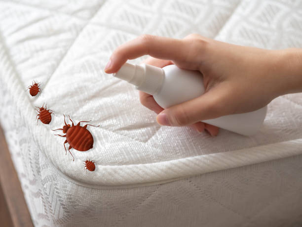 Best Best Pest Control Companies  in Desoto, TX