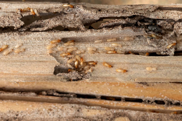 Best Pest Prevention Services  in Desoto, TX