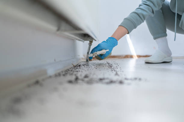Best Flea Control Services  in Desoto, TX