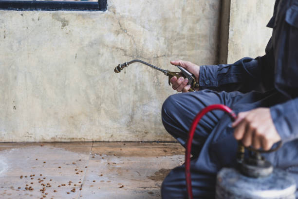 Best Affordable Pest Control Services  in Desoto, TX