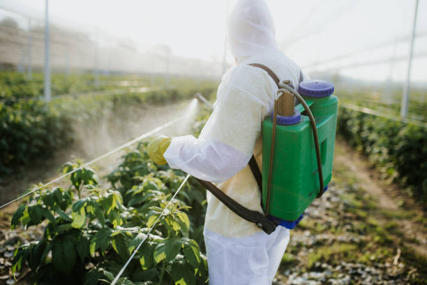 Best Pest Removal Services  in Desoto, TX